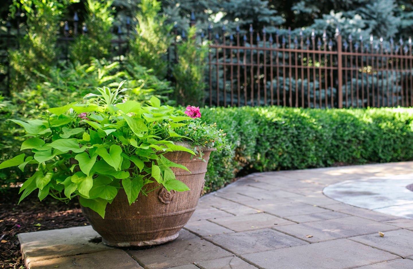 potted container garden with various plants