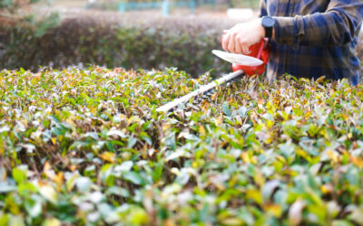 Why Landscape Maintenance Matters for Long Term Curb Appeal